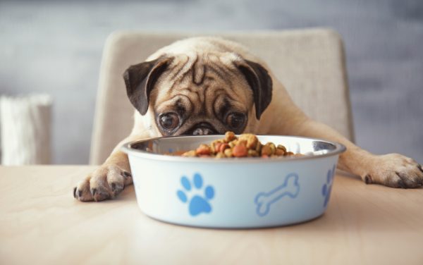 Hungry pug dog with food bowl ready to eat Africa Studio Shutterstock 600x376 1