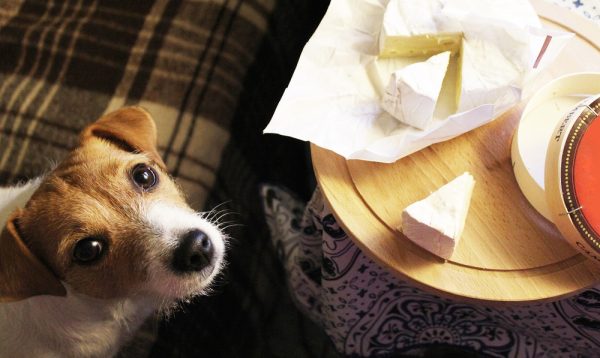 Jack Russell Terrier begging the hostess cheese Irina Senkova Shutterstock 600x358 1