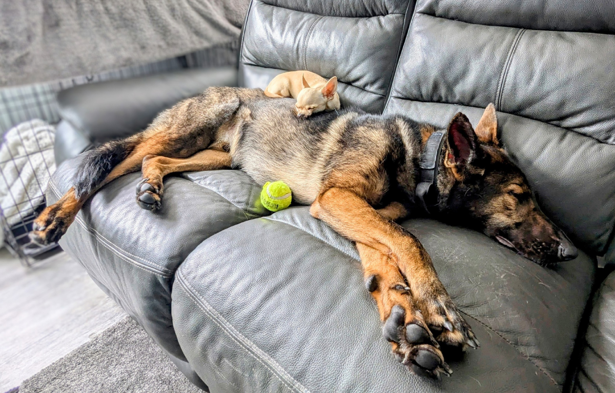 Your Dog Falls Asleep in 30 Seconds—You Take 30 Minutes. Here’s Why 5 Ned and Kodah both love eating, sleeping, and licking feet!