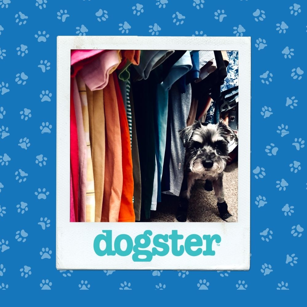 Dogster Photo Contest: Dogs of the Week Winners (November 13, 2025) 10 November 13th Winner 2