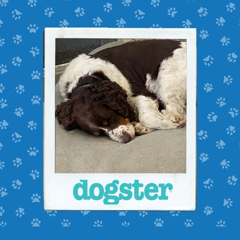 Dogster Photo Contest: Dogs of the Week Winners (November 13, 2025) 16 November 13th Winner (3)