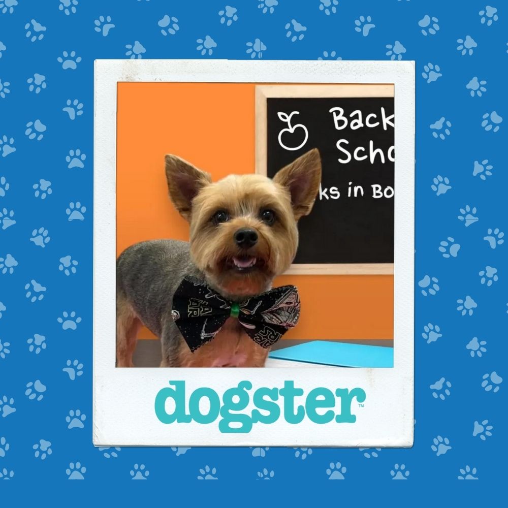 Dogster Photo Contest: Dogs of the Week Winners (November 13, 2025) 4 November 13th Winner (4)