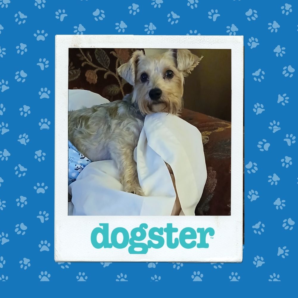 Dogster Photo Contest: Dogs of the Week Winners (November 13, 2025) 6 November 13th Winner (5)