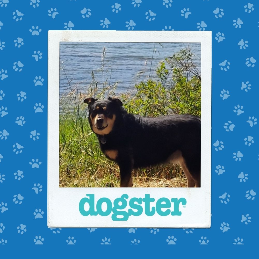 Dogster Photo Contest: Dogs of the Week Winners (November 13, 2025) 12 November 13th Winner (6)