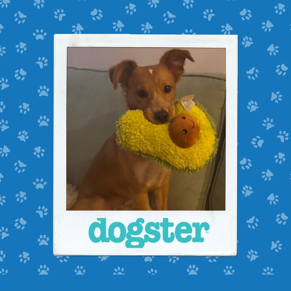 Dogster Photo Contest: Dogs of the Week Winners (November 13, 2025) 14 November 13th Winner (7)