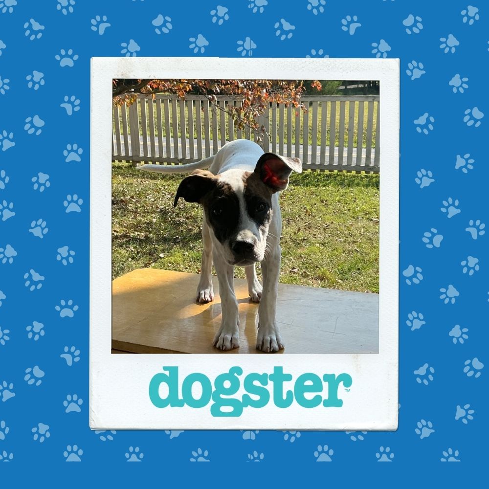 Dogster Photo Contest: Dogs of the Week Winners (November 13, 2025) 8 November 13th Winner