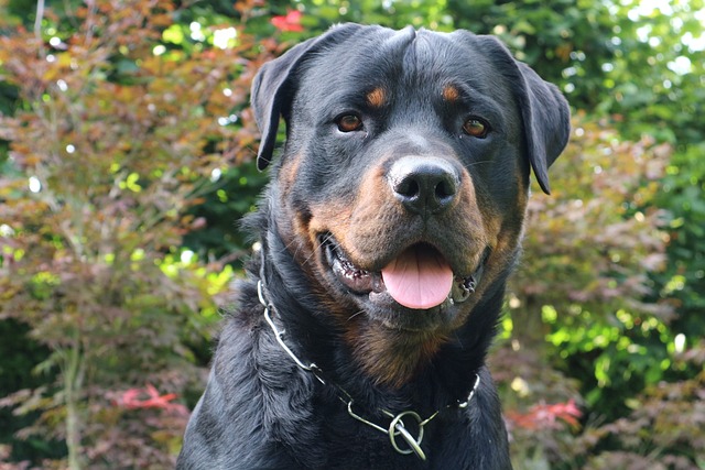 Best Rottweiler Immunity Supplements