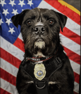 NYC Pet News 107 Sargent Bo 800x925 1