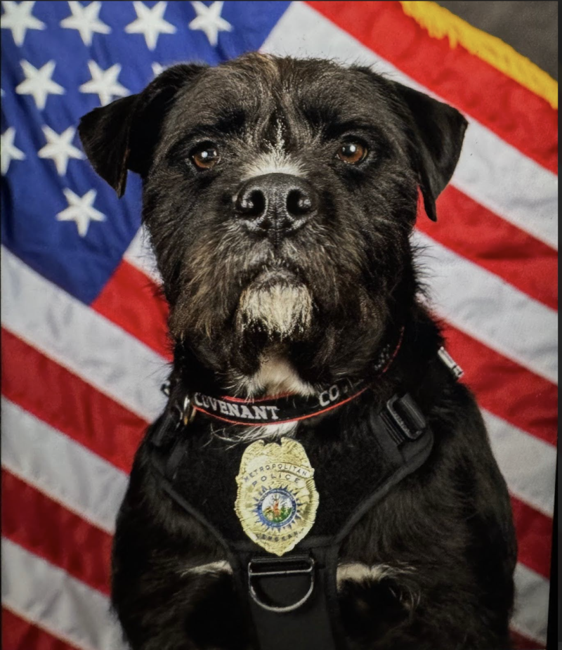 Sargent Bo 800x925 1