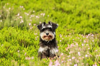 Schnauzer 7 350x234 1