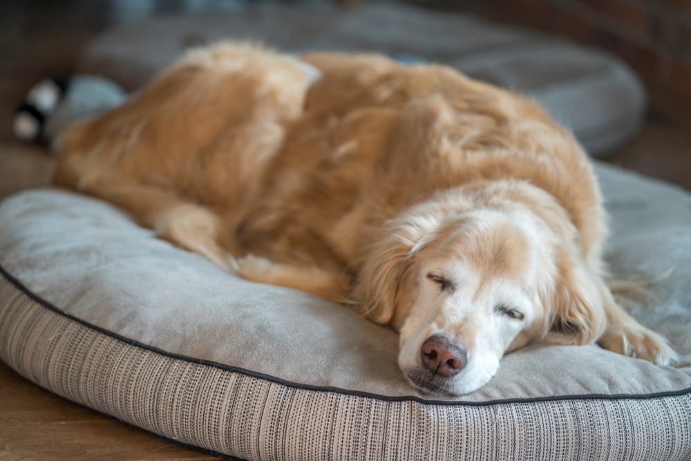 Your Dog Falls Asleep in 30 Seconds—You Take 30 Minutes. Here’s Why 7 Senior Golden Retriever sleeping on a grey dog bed