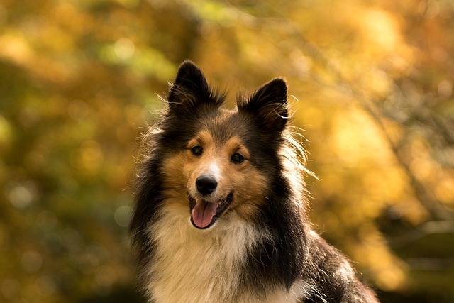 Best Sheltie Immunity Supplements