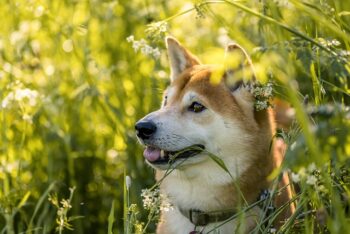 Shiba Inu 7 350x234 1
