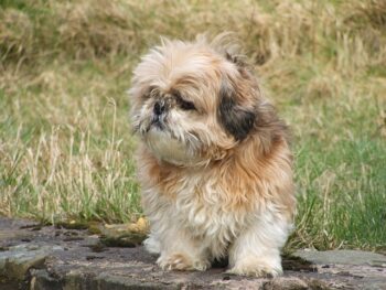 Shih Tzu 7 350x263 1