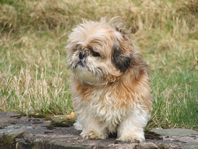 Best Shih Tzu Immunity Supplements