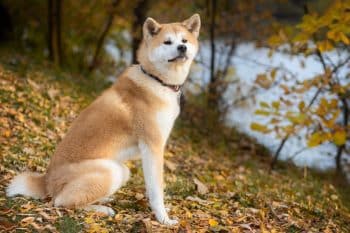 akita inu dog autumn forest 3 1 350x233 1