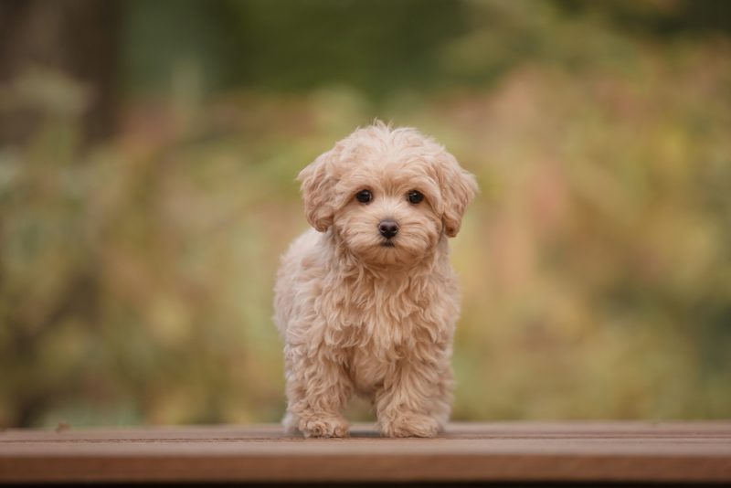apricot maltipoo standing on a bench OlgaOvcharenko Shutterstock 800x534 1