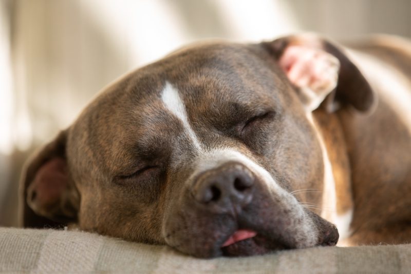 brown brindle and white pitbull sleeping on the couch Michael Carni Shutterstock 800x534 1