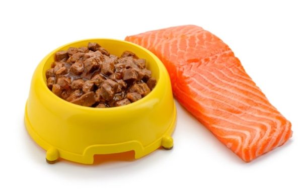dog food with salmon Yuriy Golub Shutterstock 600x378 1
