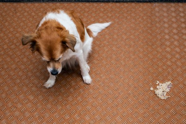 dog having a diarrhea A photographyy Shutterstock 600x400 1
