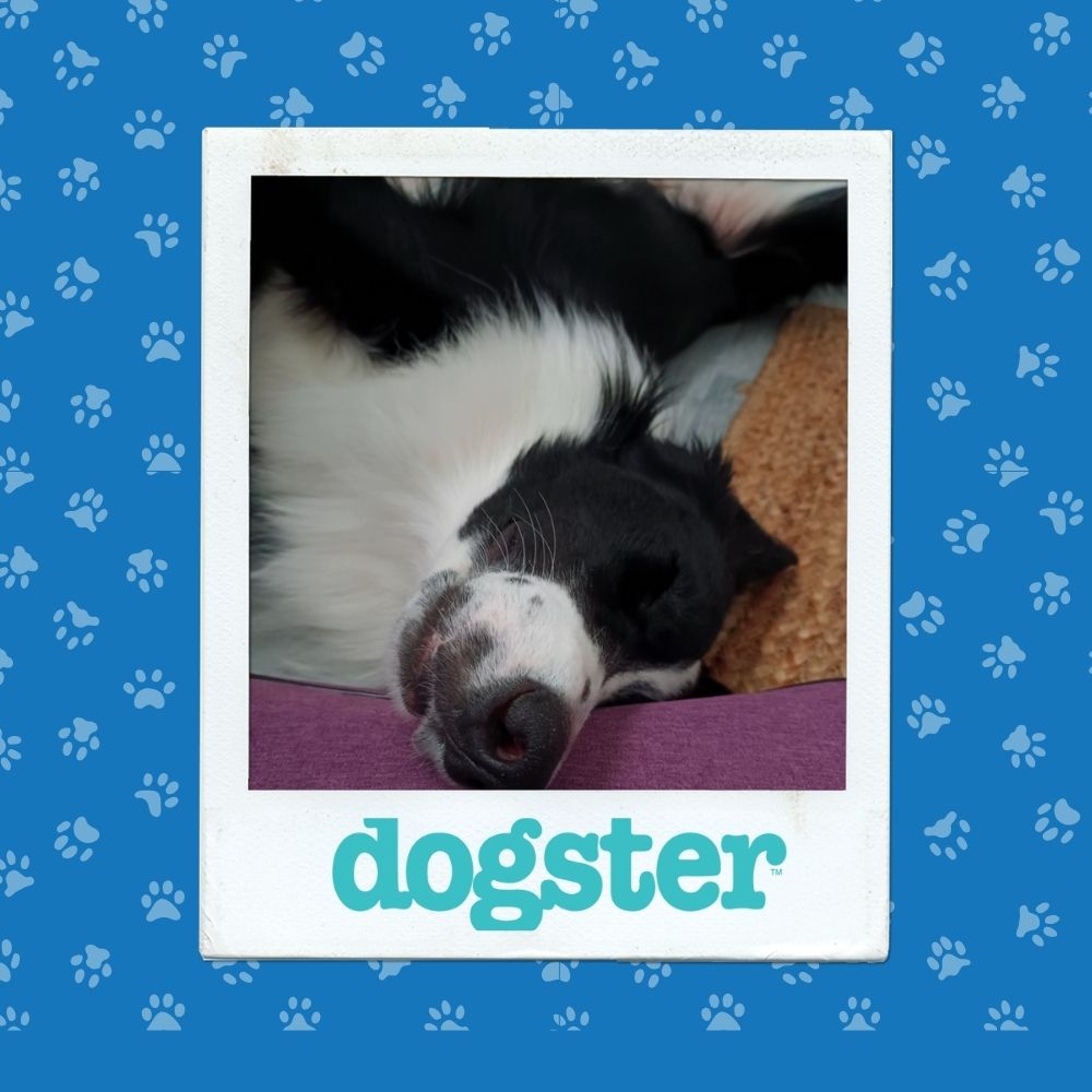 dogster nov 20 (5)