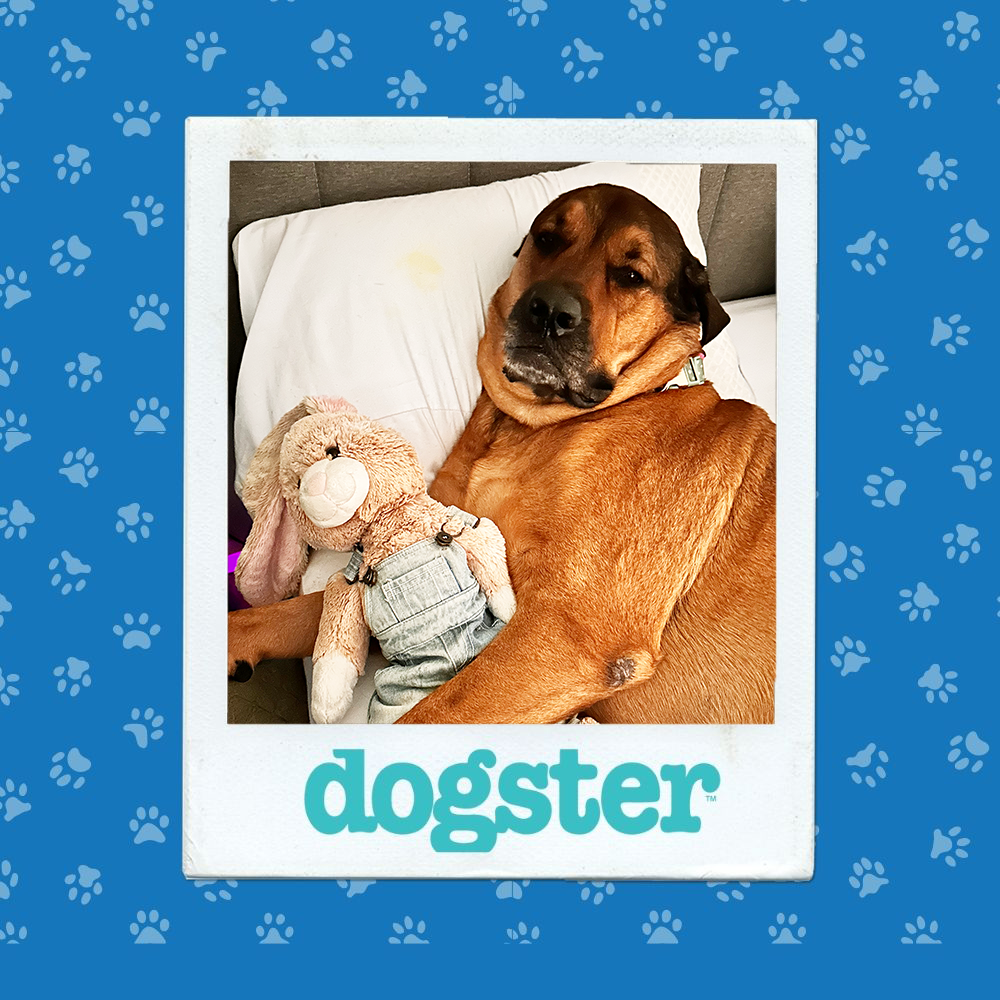 dogster photo contest expressive 27 11 25