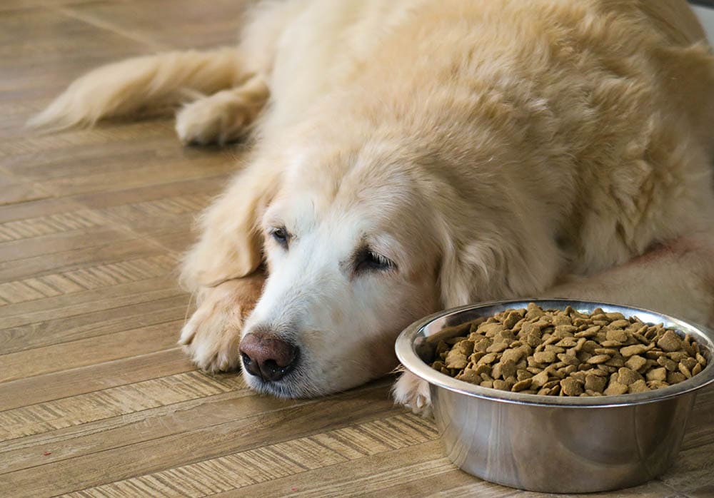 This Common Paper Towel Mishap Could Land Your Dog at the Vet 7 golden-retriever-not-eating-its-food_