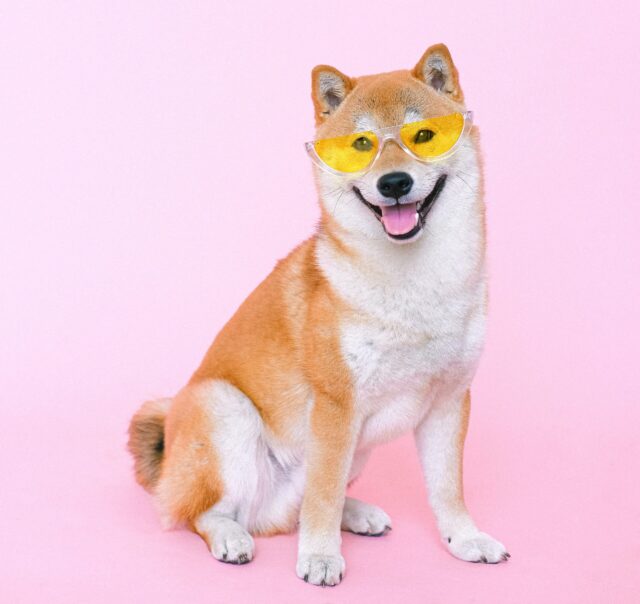 best dog immunity supplements