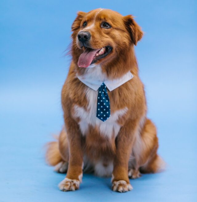 best dog immunity supplements