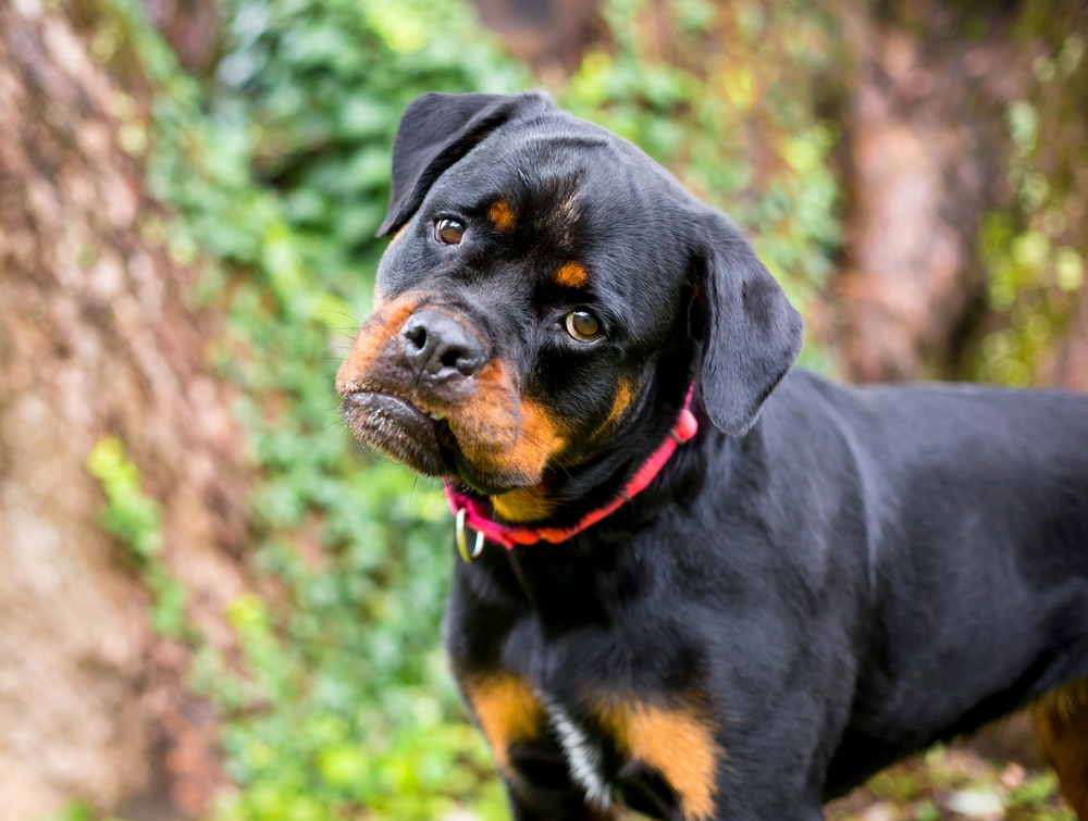sad rottweiler dog