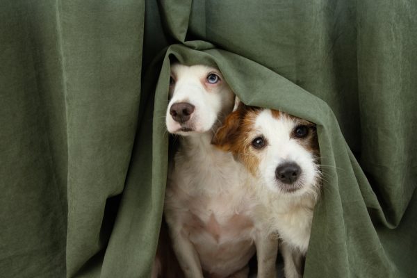 two scared or afraid puppy dogs wrapped with a curtain smrm1977 Shutterstock 600x400 1