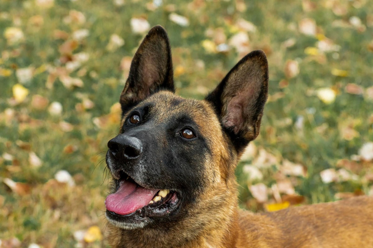 Belgian Malinois is intense, driven, and constantly energized