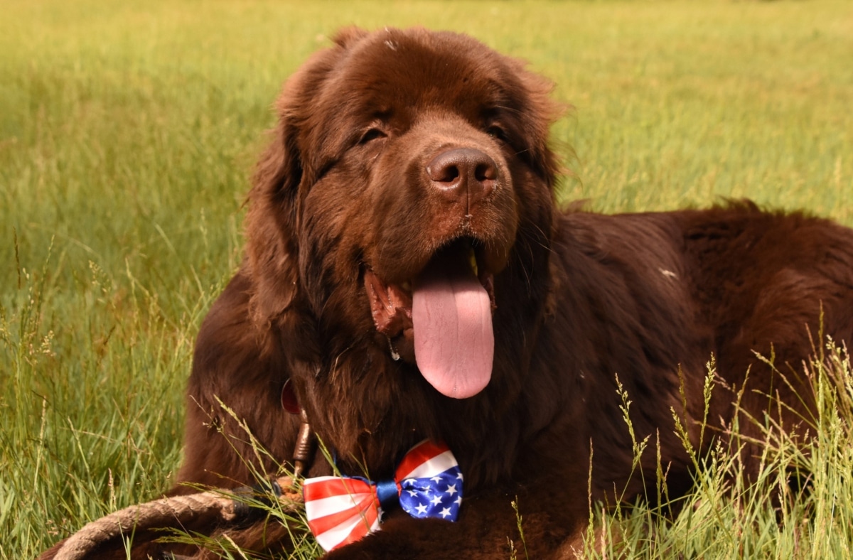 Newfoundland, calm yet playful, maintaining puppy-like charm