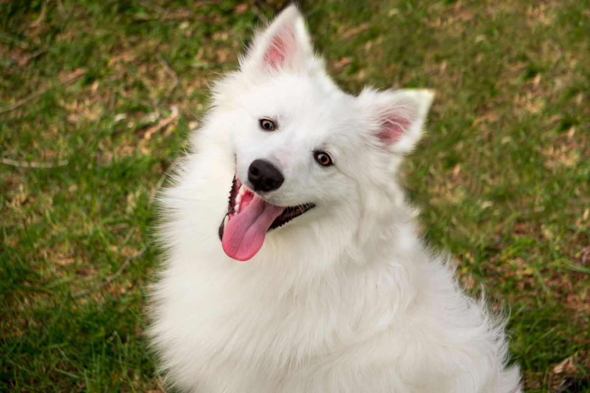 American Eskimo Dog radiating joyful excitement through an alert and lively posture.