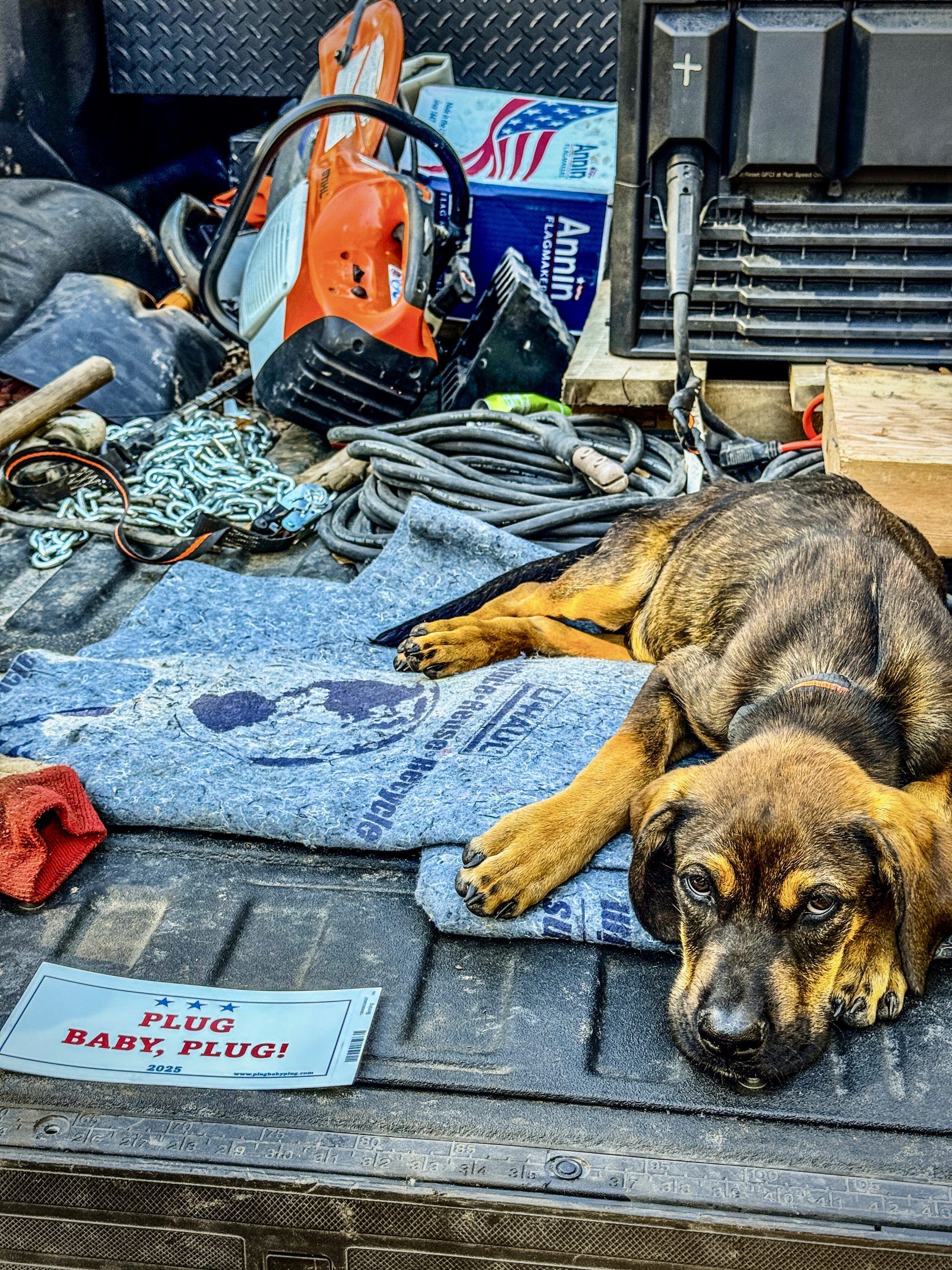 Barking News - Plugger 2