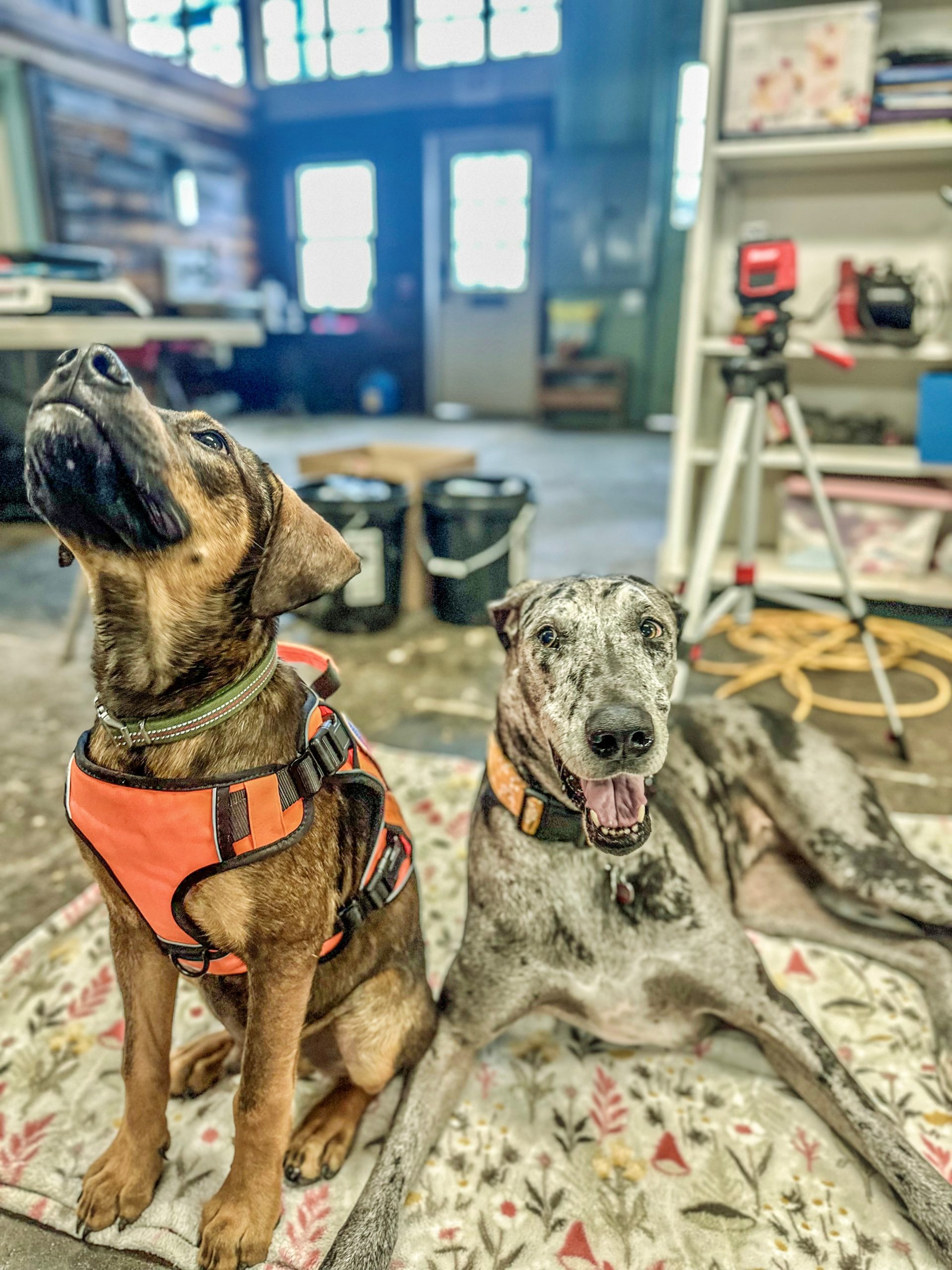 Barking News - Plugger - 3 Plugger and June