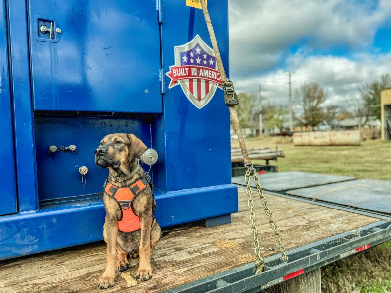 Barking News Plugger on Site Lead Image 800x600 1