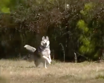 BiscuitOne2 350x280 1