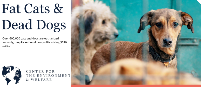 CEW report 800x349 1