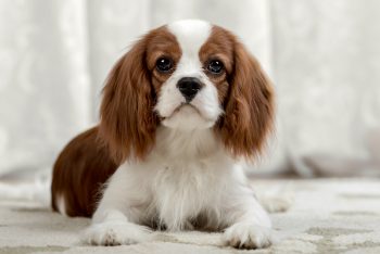 Cavalier King Charles Spaniel4 350x234 1
