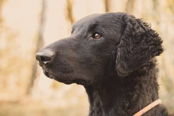 Ultimate Curly Coated Retriever Puppy Shopping List: Checklist of 23 Must-Have Items 4 Curly Coated Retriever2 350x234 1