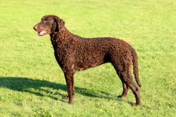 Ultimate Curly Coated Retriever Puppy Shopping List: Checklist of 23 Must-Have Items 52 Curly Coated Retriever3 350x233 1
