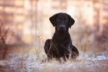 Curly Coated Retriever4 350x234 1