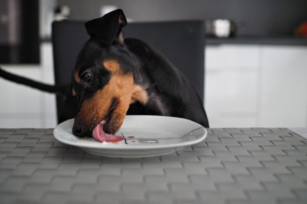 Dog sits at the table in front of plate and licks the plate Gismo2015 Shutterstock 600x400 1