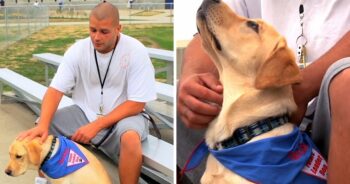 DogCellmate3 350x184 1