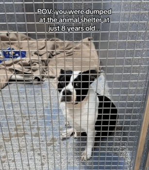 Senior Shelter Dog Starts Losing Hope After Being Overlooked for Months 4 DogDumpedWantsToGiveUpStory1 307x350 1