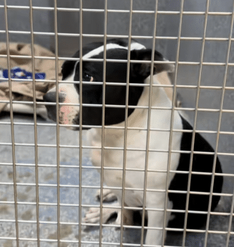 Senior Shelter Dog Starts Losing Hope After Being Overlooked for Months 5 DogDumpedWantsToGiveUpStory2 332x350 1