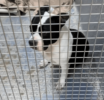 Senior Shelter Dog Starts Losing Hope After Being Overlooked for Months 6 DogDumpedWantsToGiveUpStory3 350x335 1