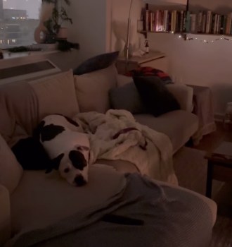 DogFosterCouchStory1 330x350 1