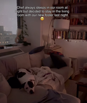 DogFosterCouchStory1a 296x350 1